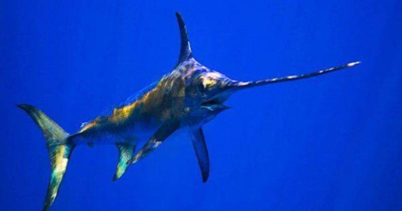 Pinterest/Tertius Fourie